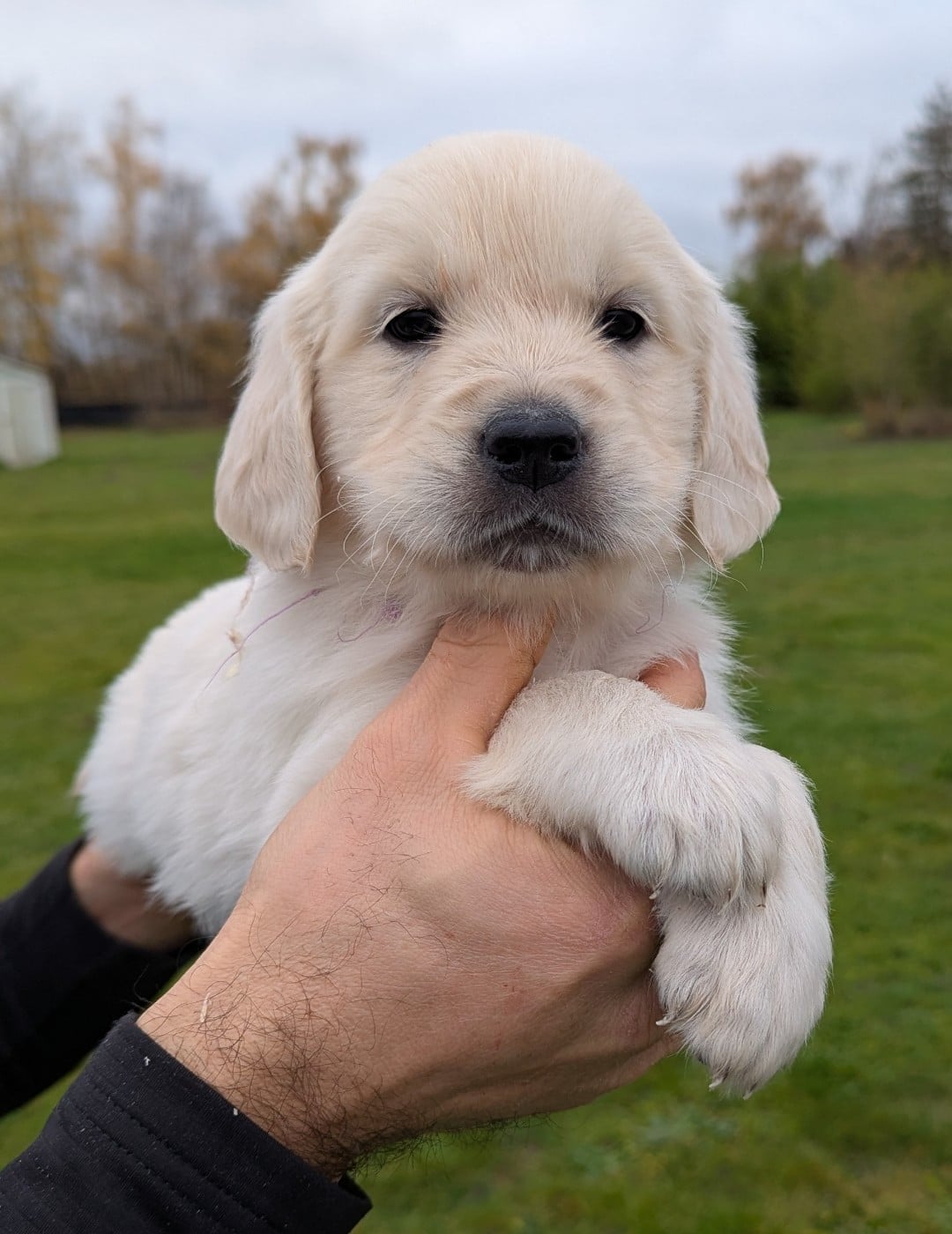 A' Maddie du Domaine Charlésien