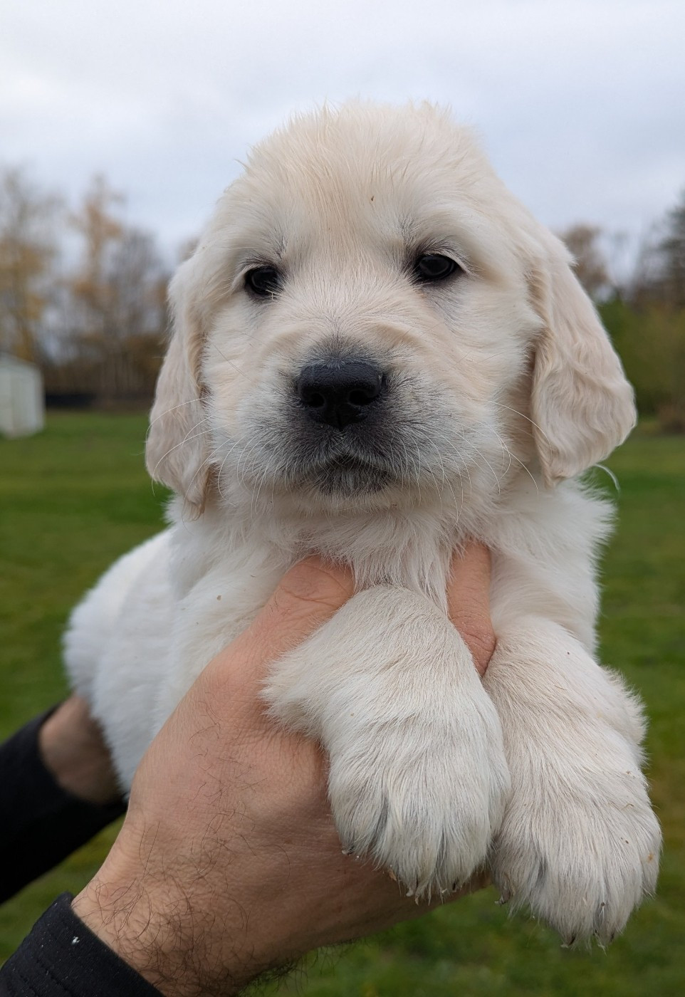 Alko du Domaine Charlésien