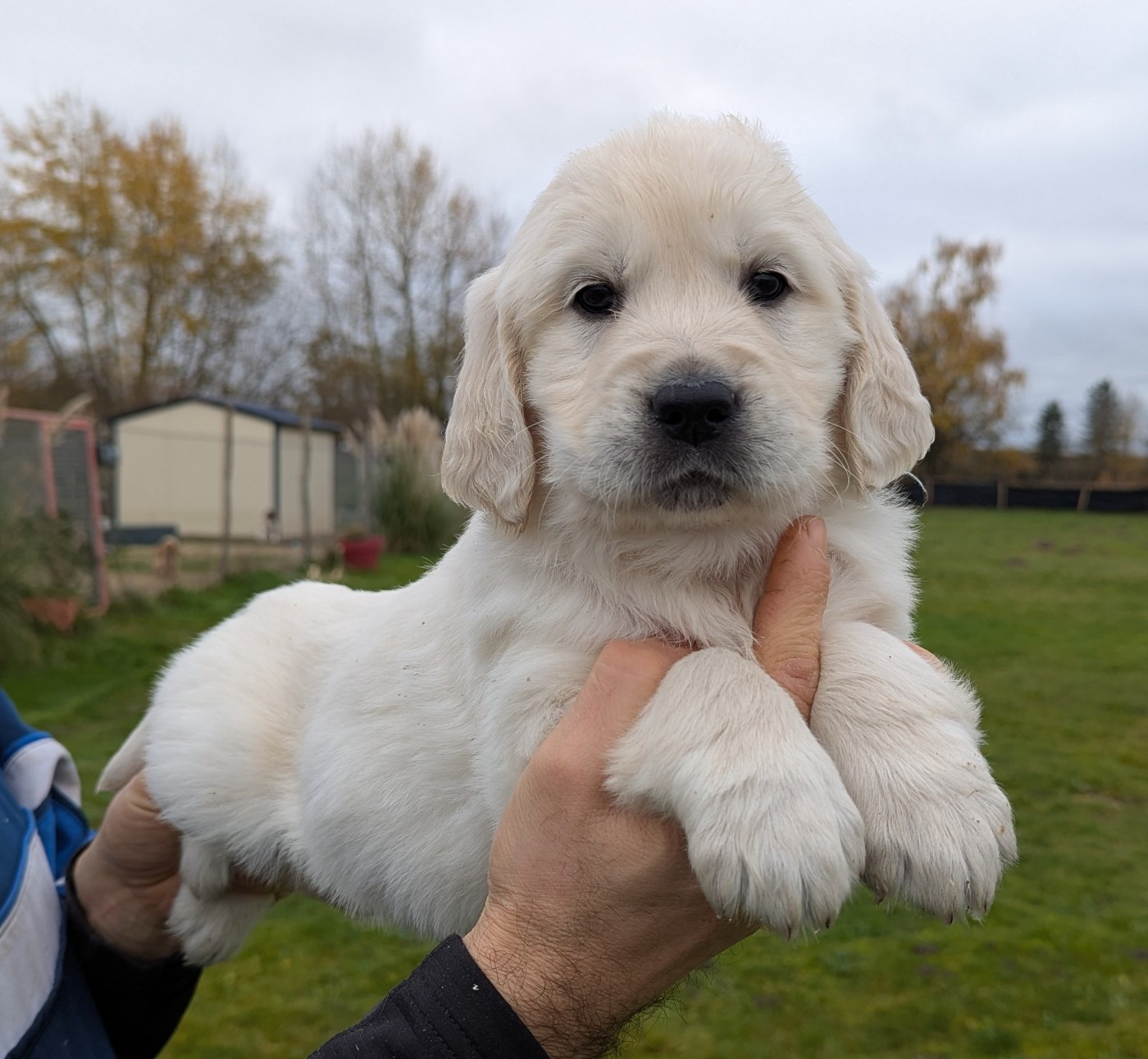 Alko du Domaine Charlésien