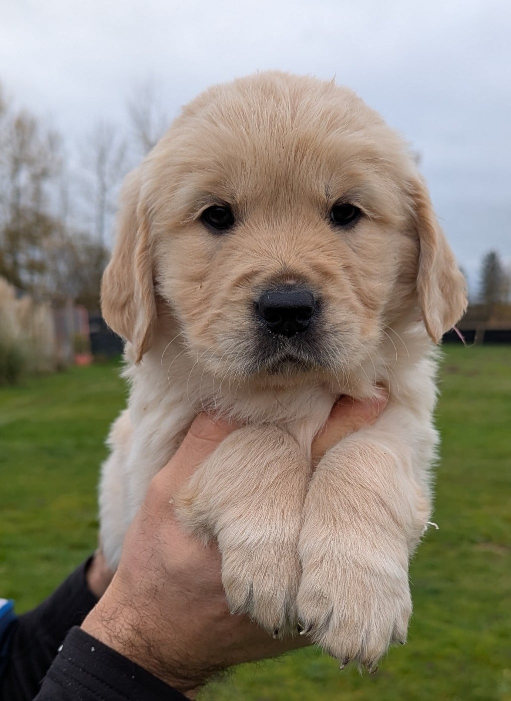 Femelle collier rose