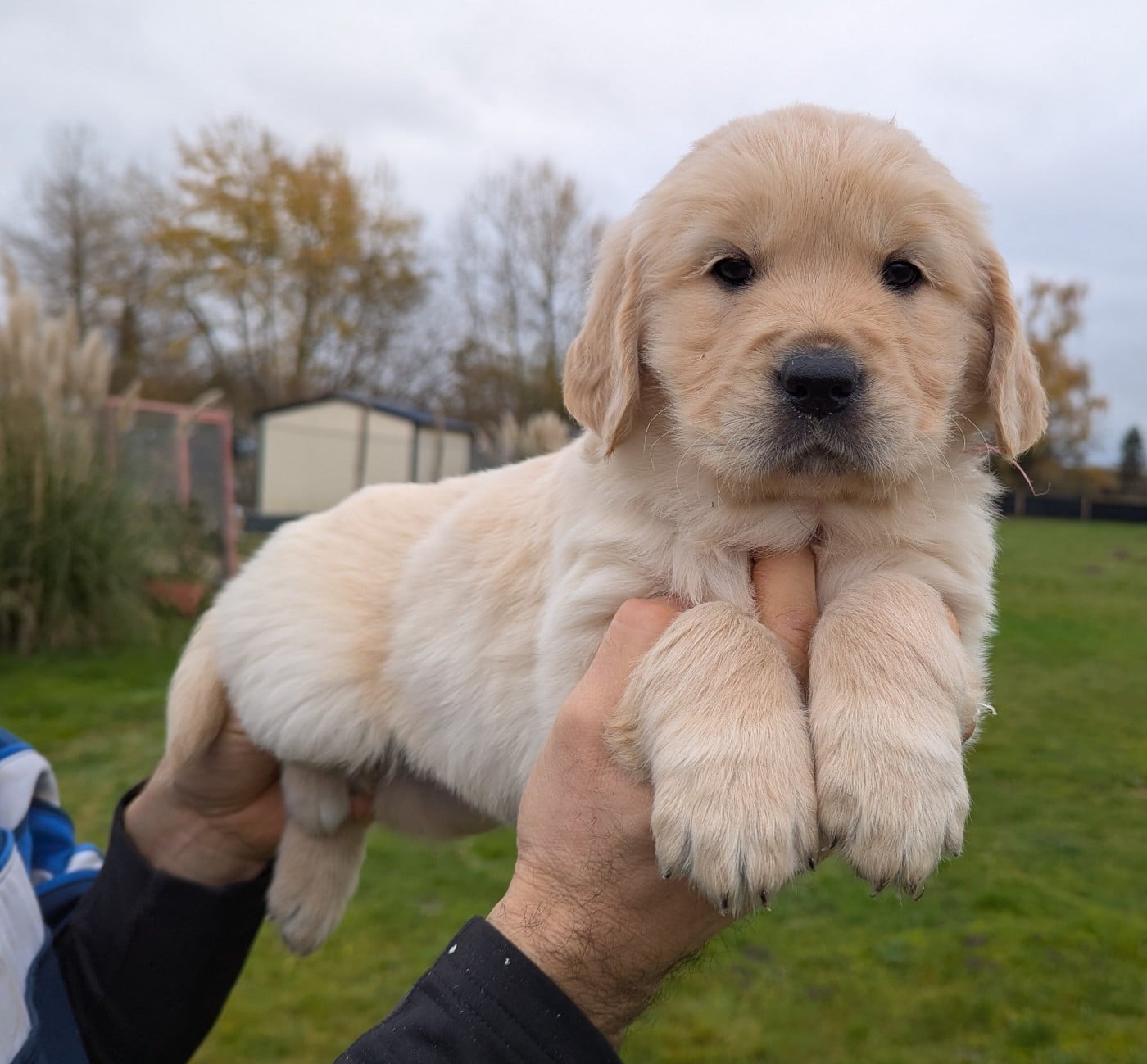 Femelle collier rose