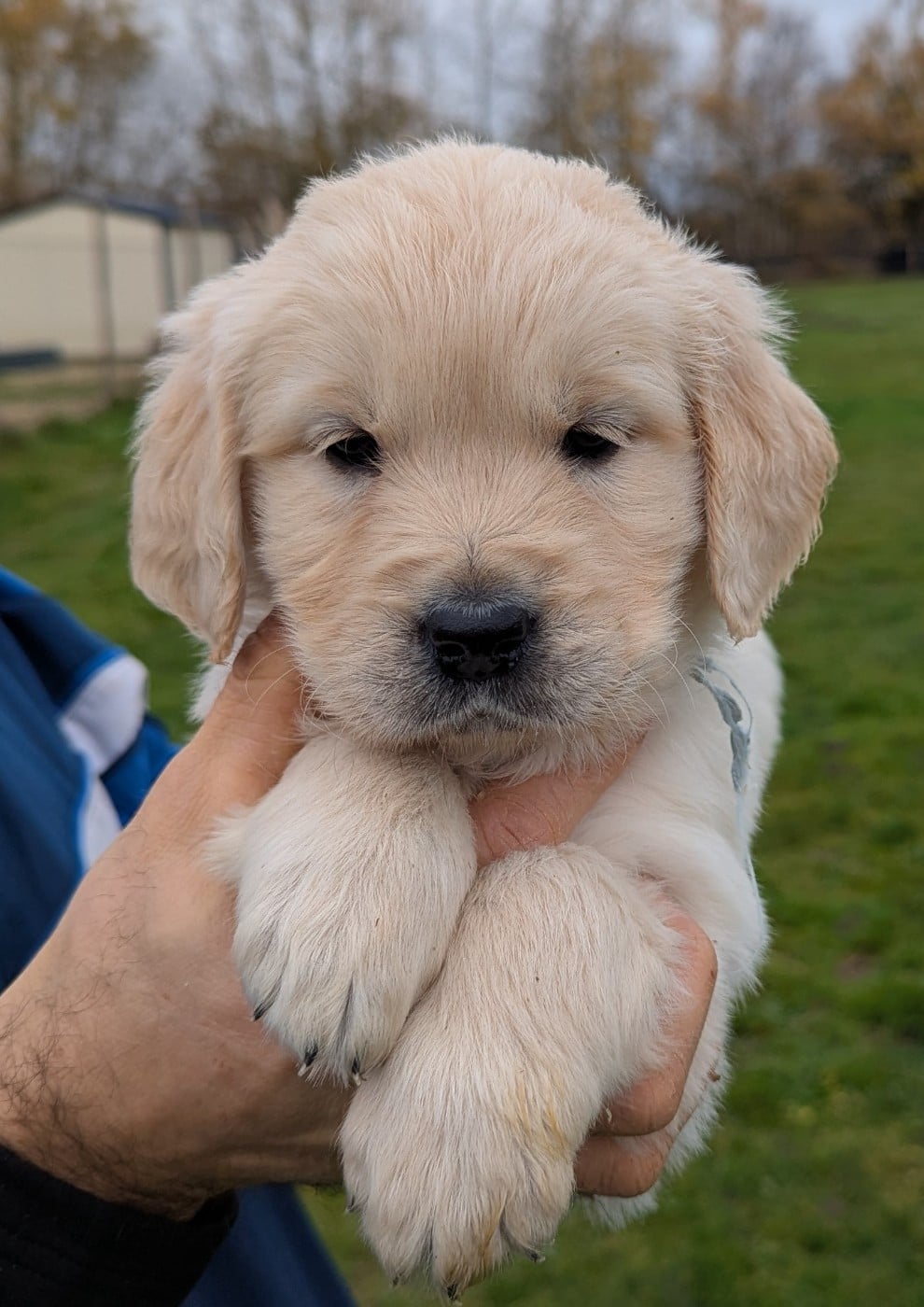 Arwen du Domaine Charlésien