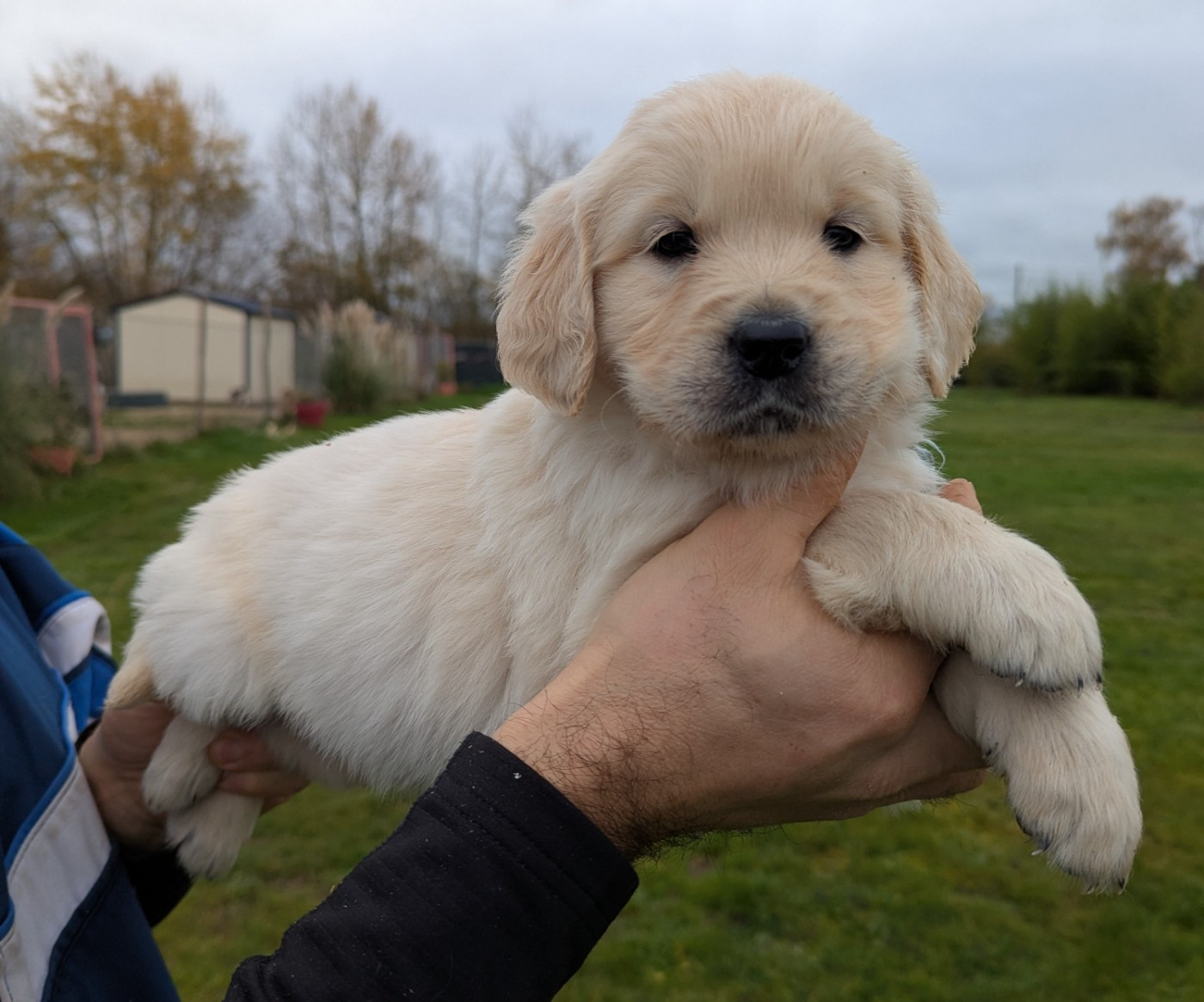 Arwen du Domaine Charlésien