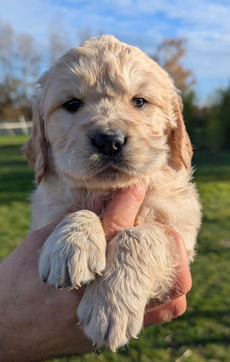 Femelle collier vert pomme