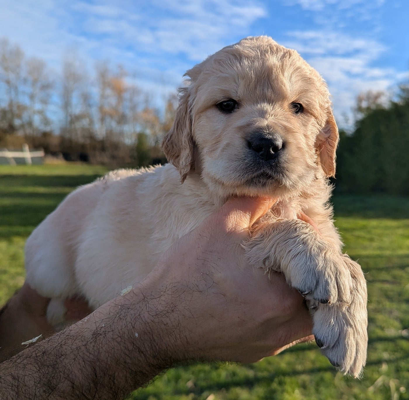 Femelle collier vert pomme