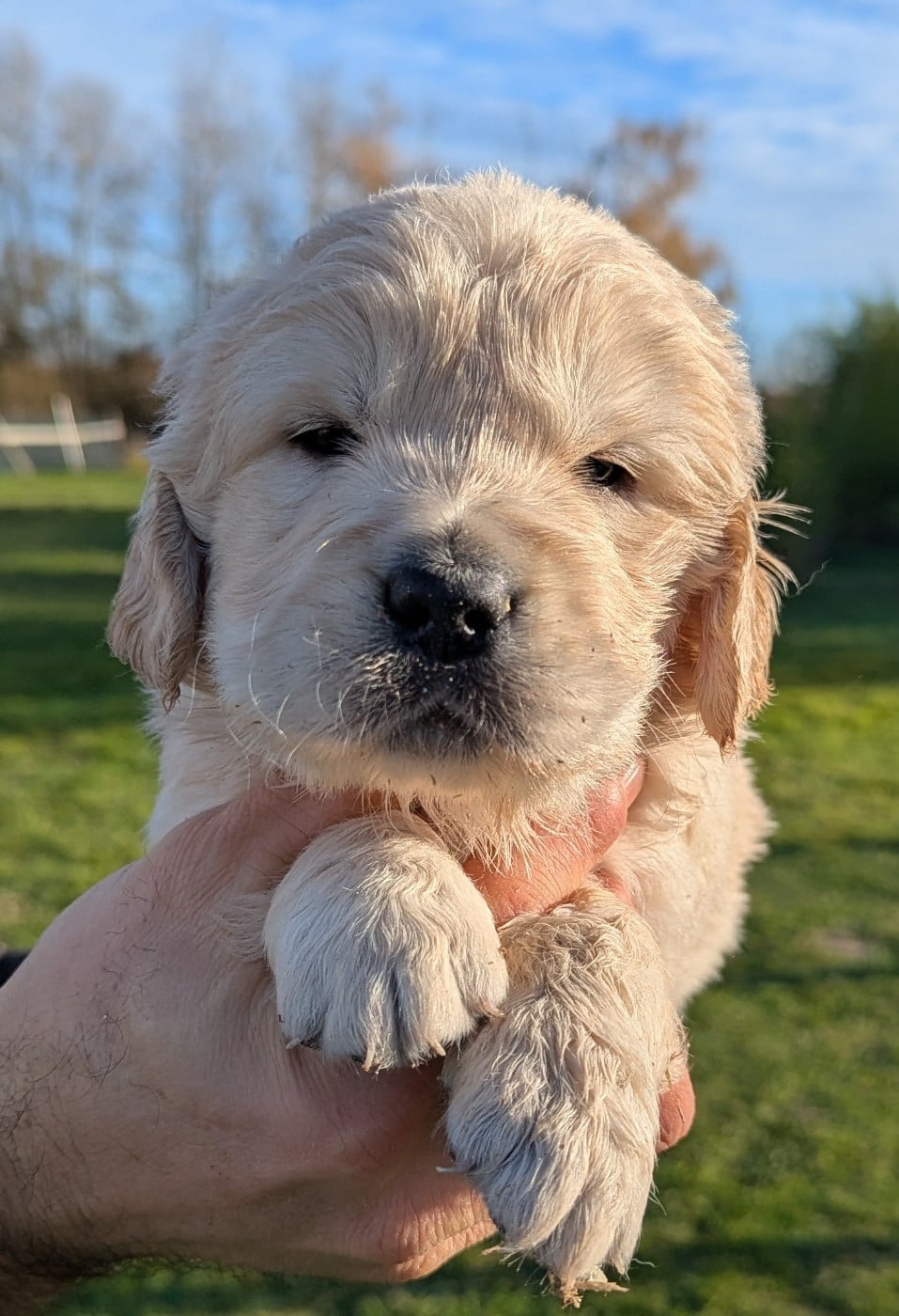 Aldo du Domaine Charlésien