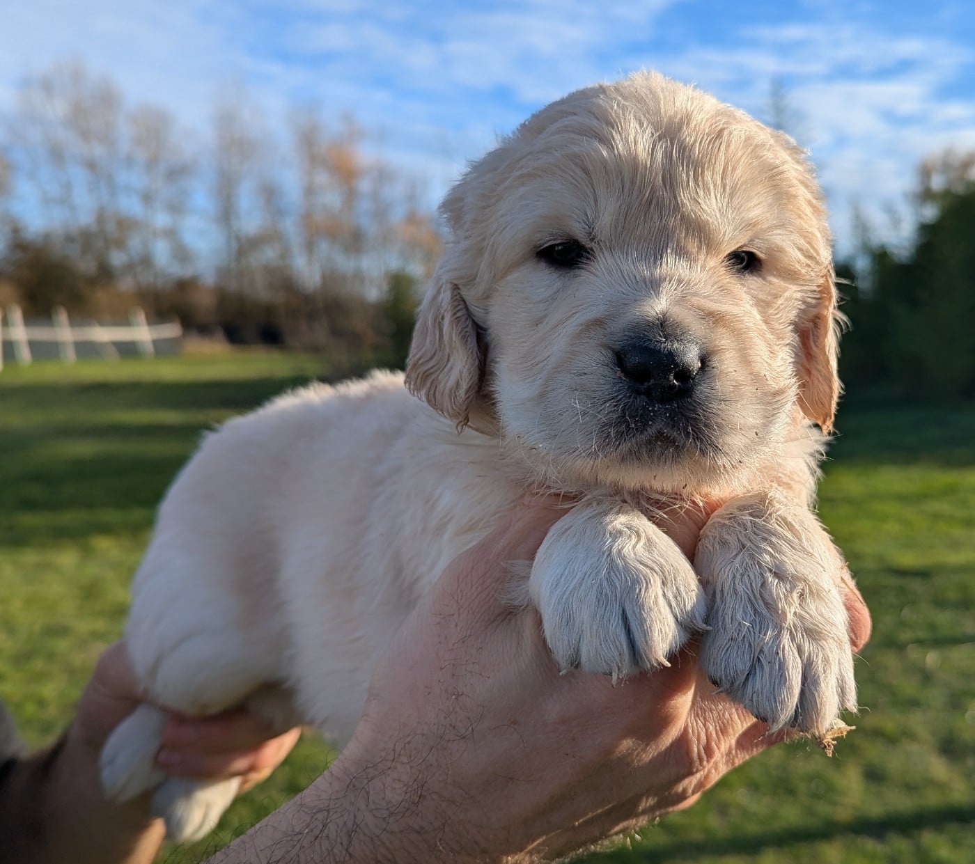 Aldo du Domaine Charlésien