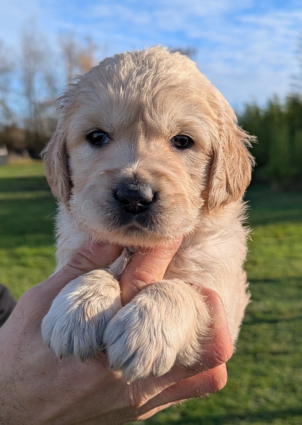 Femelle collier jaune