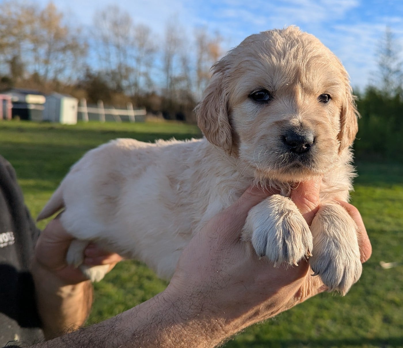 Femelle collier jaune