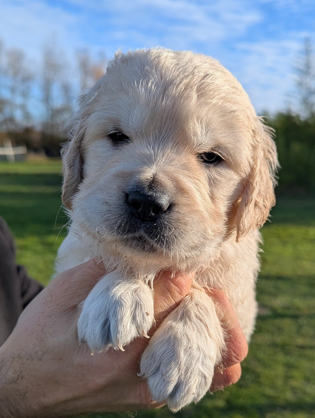 Mâle collier violet