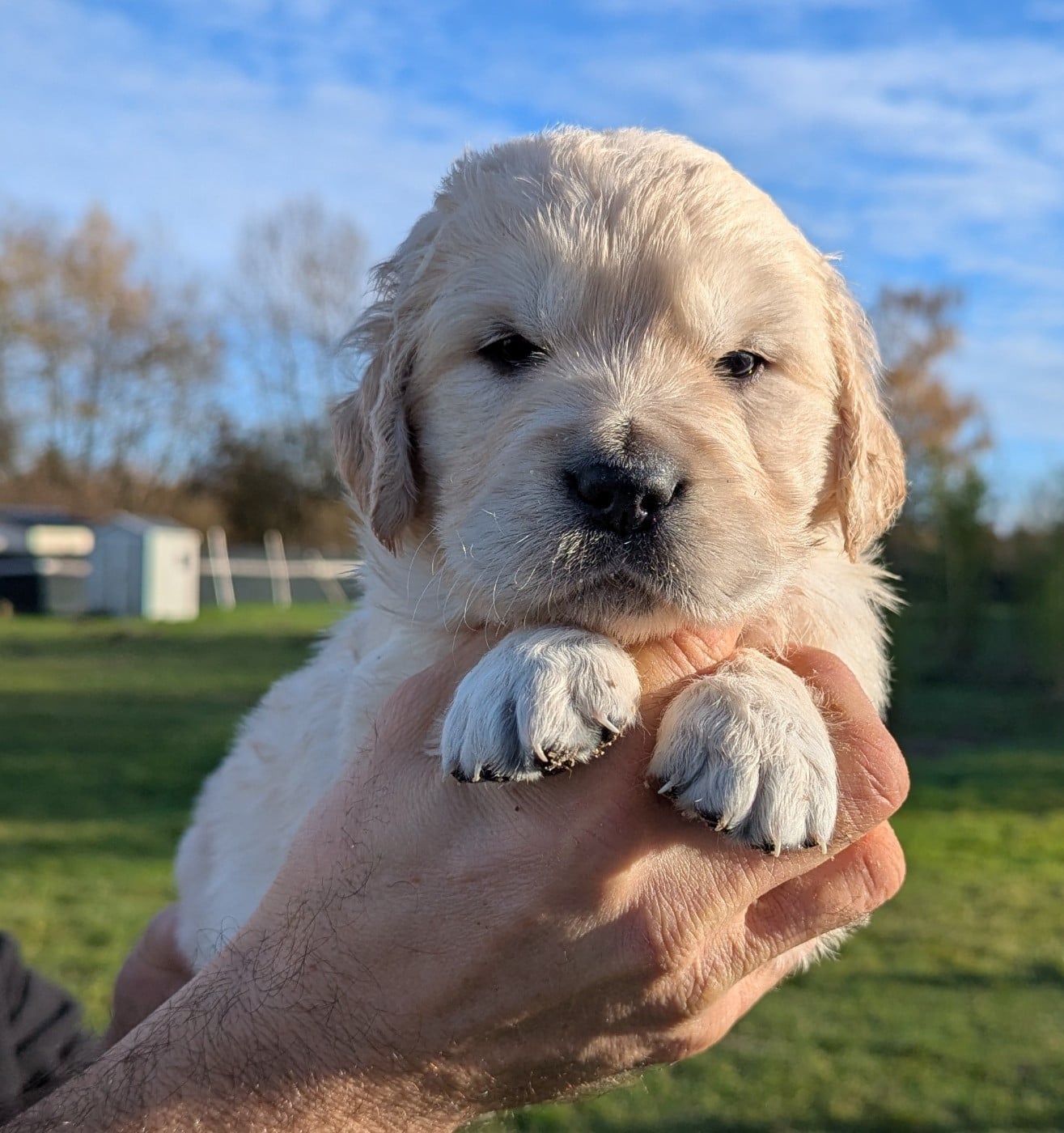 Mâle collier violet