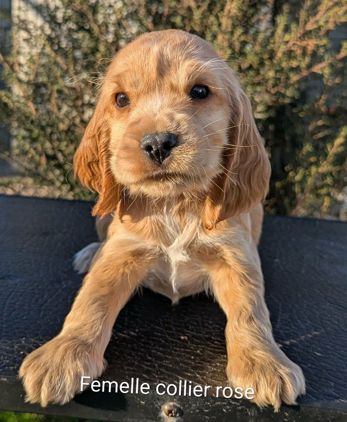 Mâle collier vert pomme