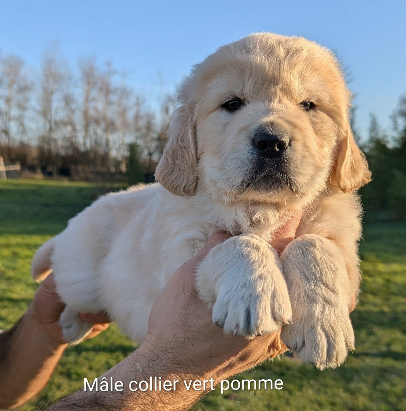 Athos du Domaine Charlésien