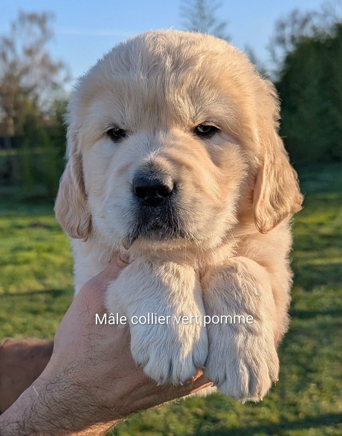 Aldo du Domaine Charlésien