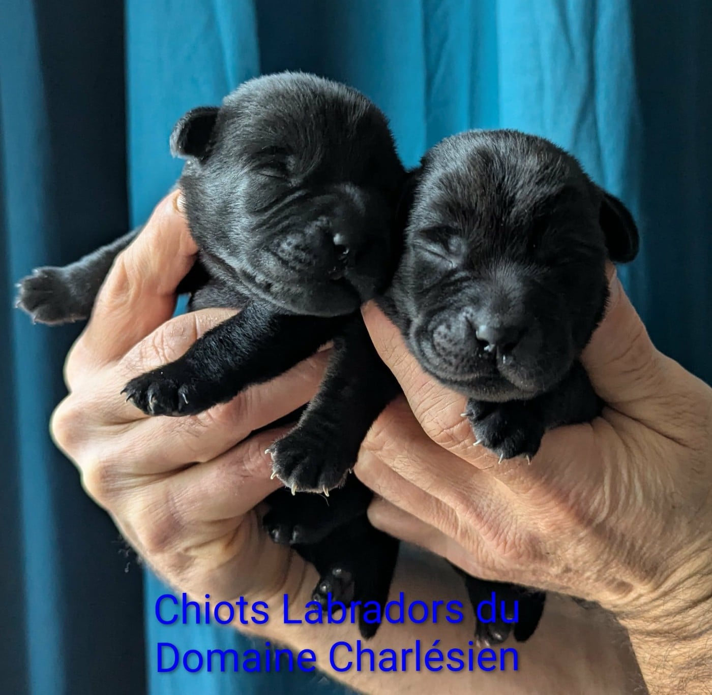 Labrador Retriever - Du Domaine Charlésien