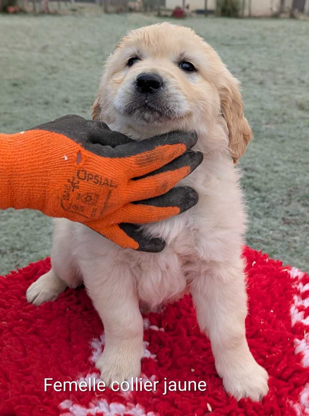 Alba du Domaine Charlésien