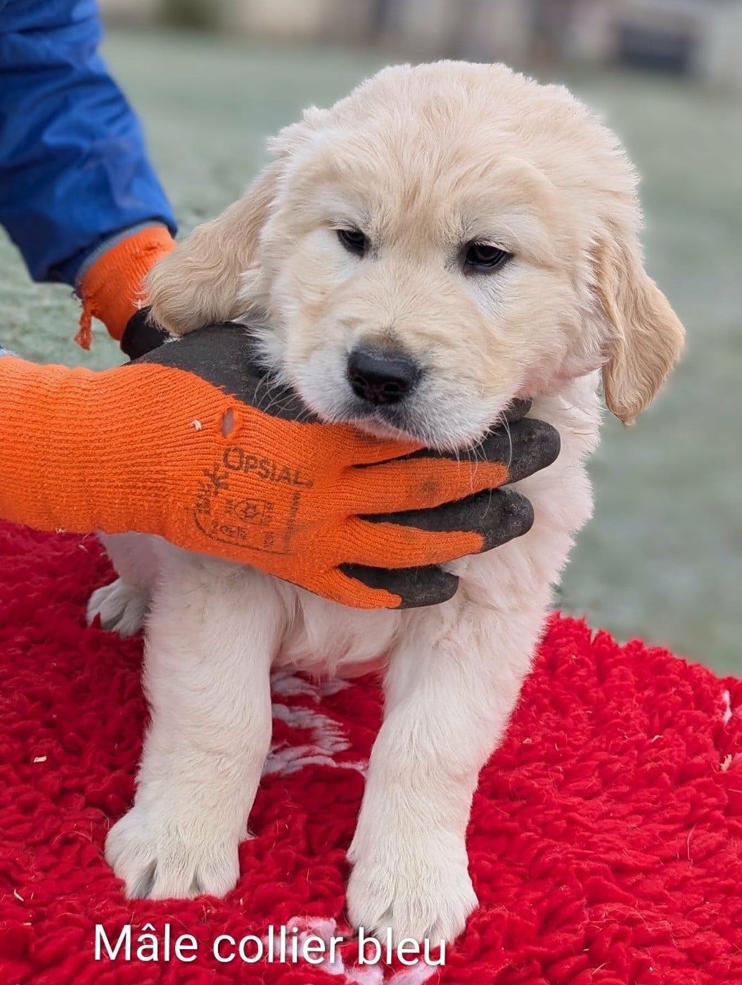 A' Nox du Domaine Charlésien