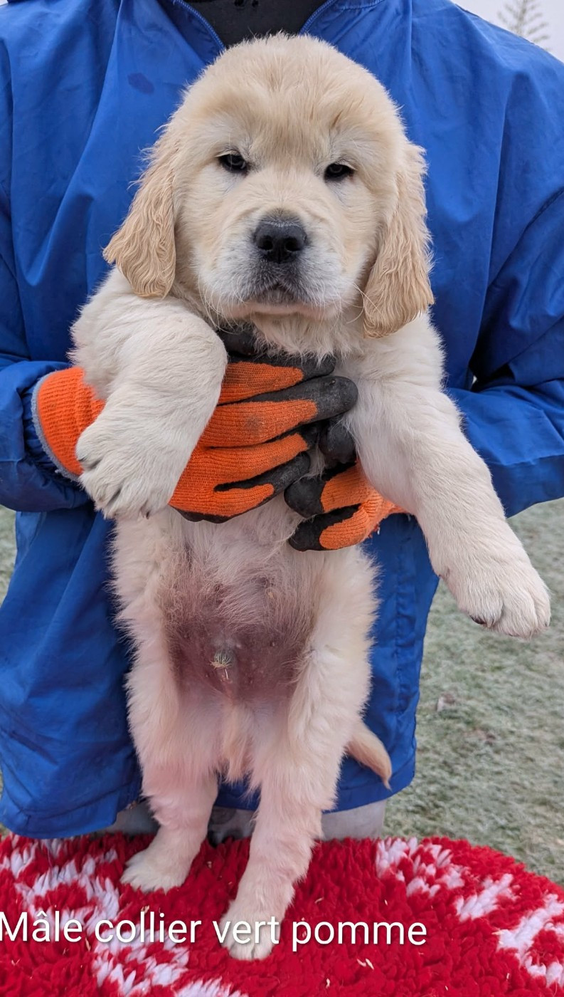 Aldo du Domaine Charlésien