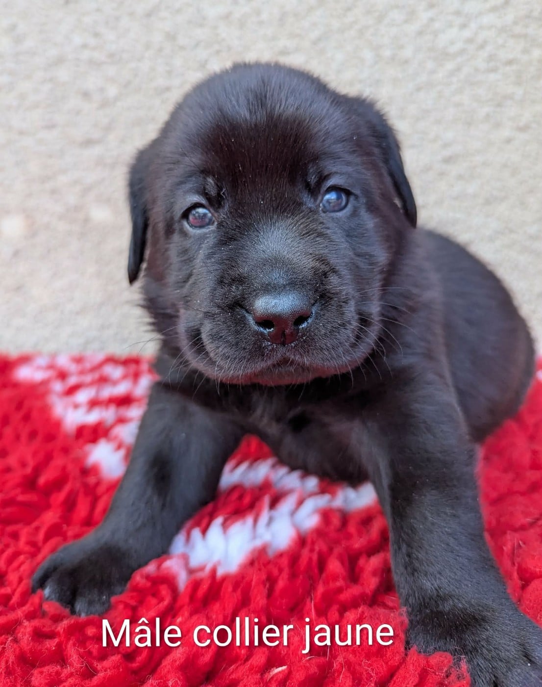 Mâle noir, collier jaune