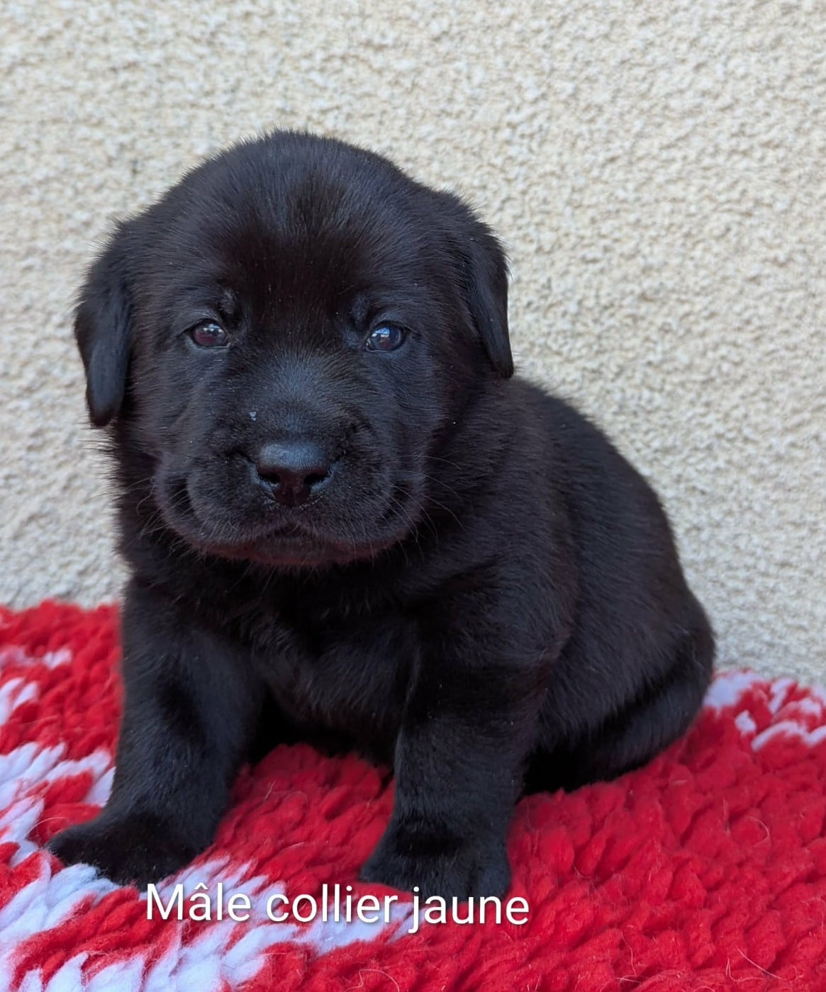 Mâle noir, collier jaune