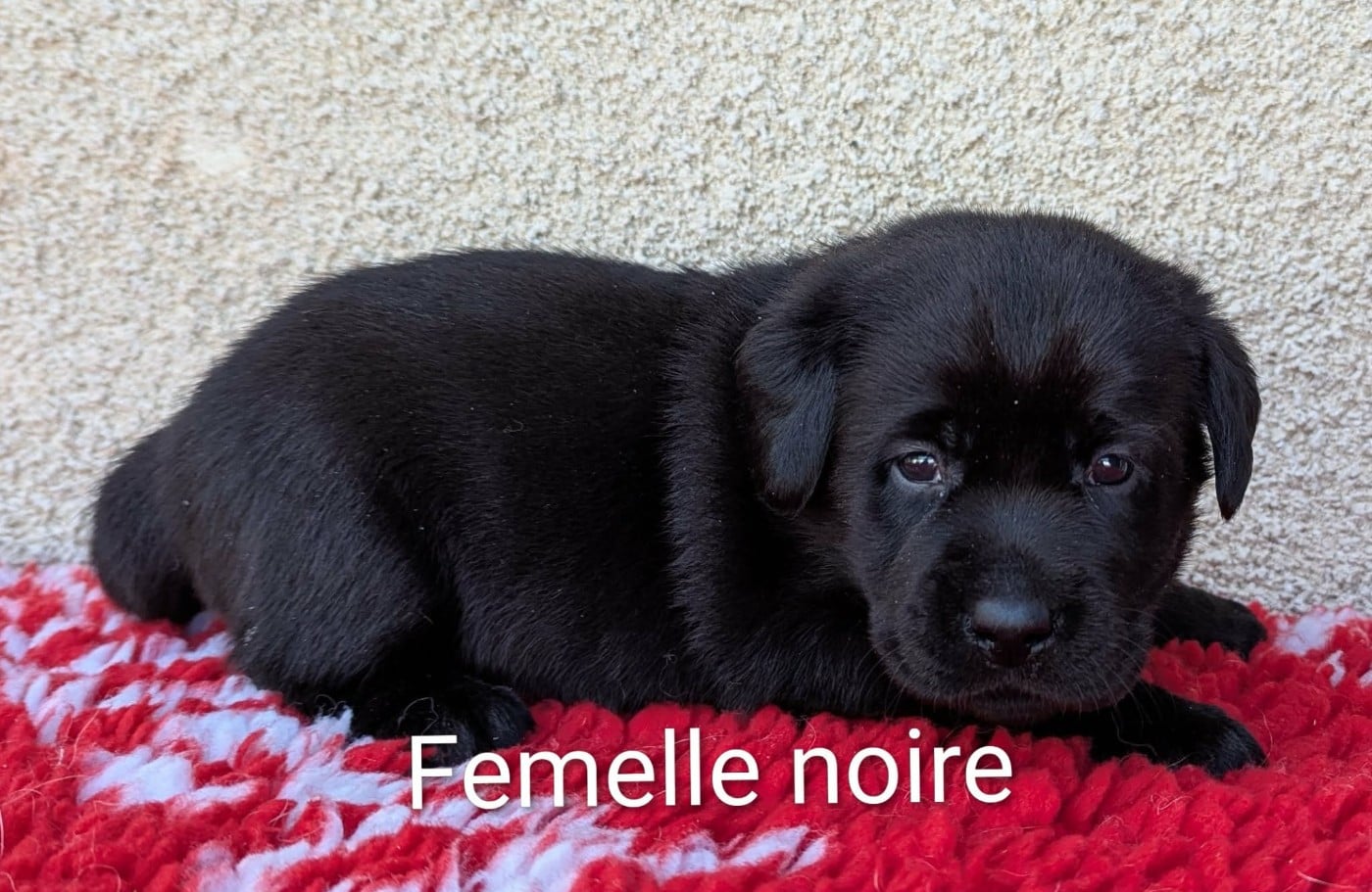 Femelle noire