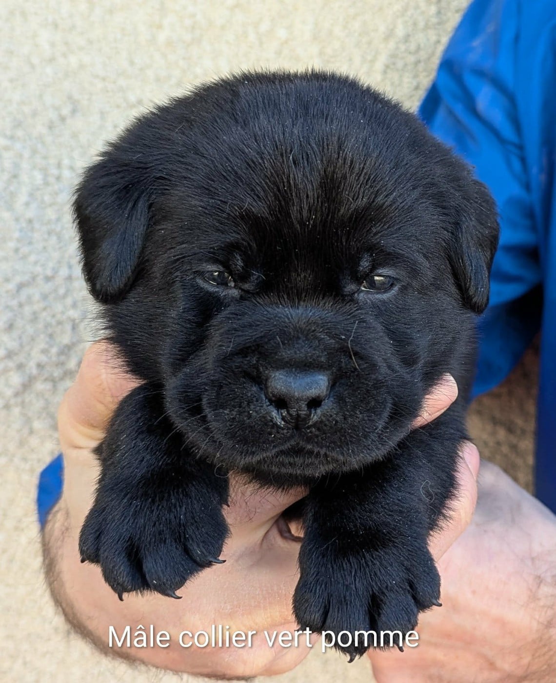 Mâle noir, collier vert pomme