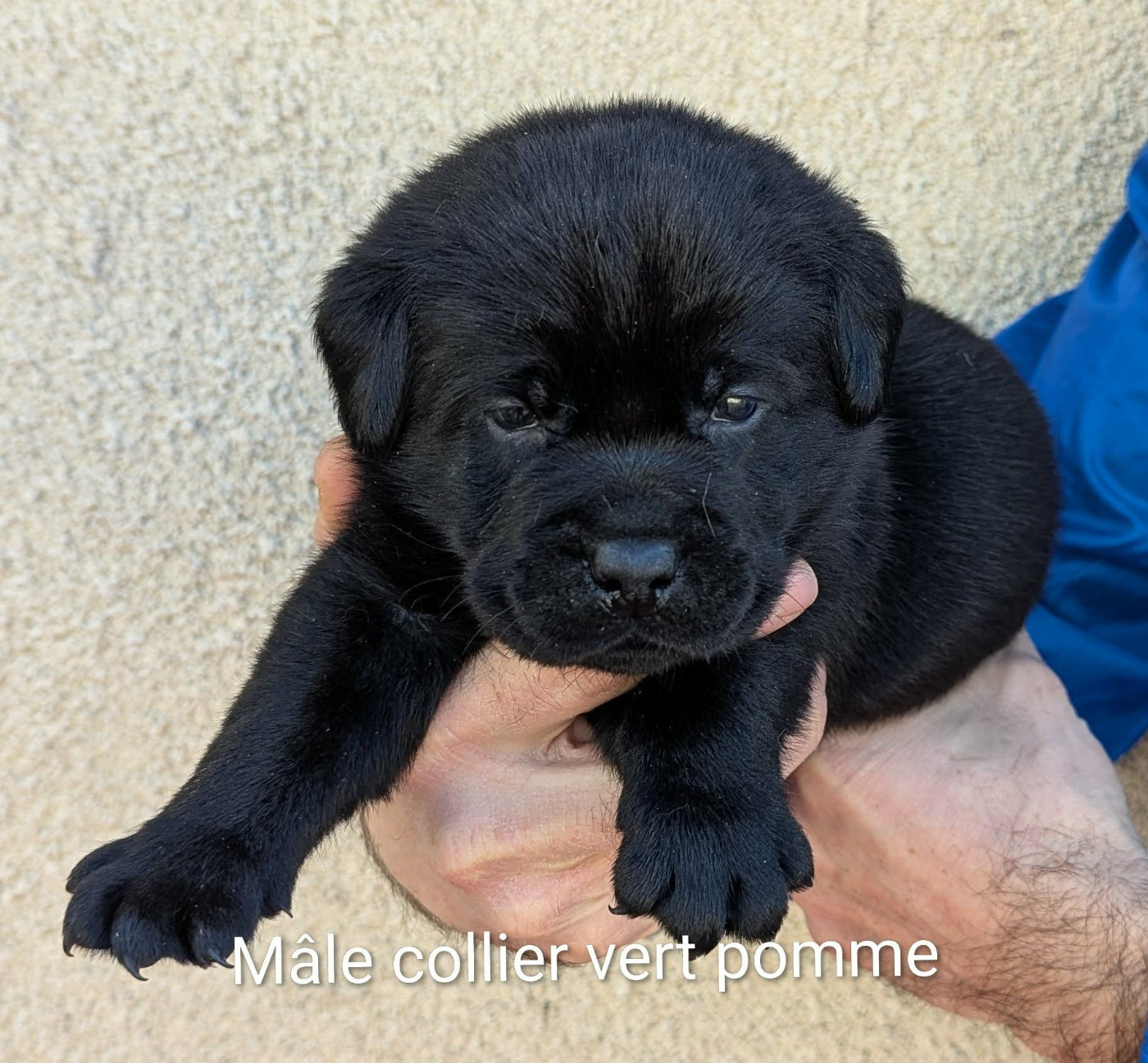 Mâle noir, collier vert pomme