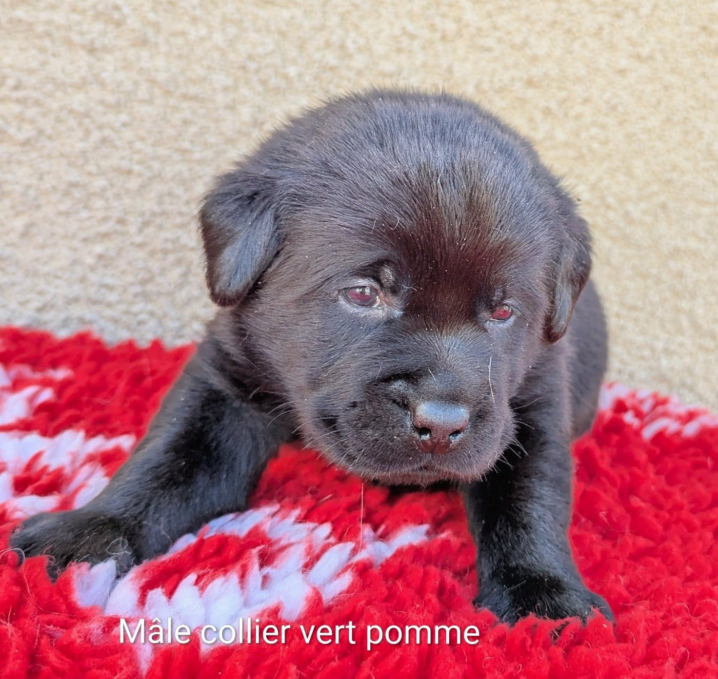 Mâle noir, collier vert pomme