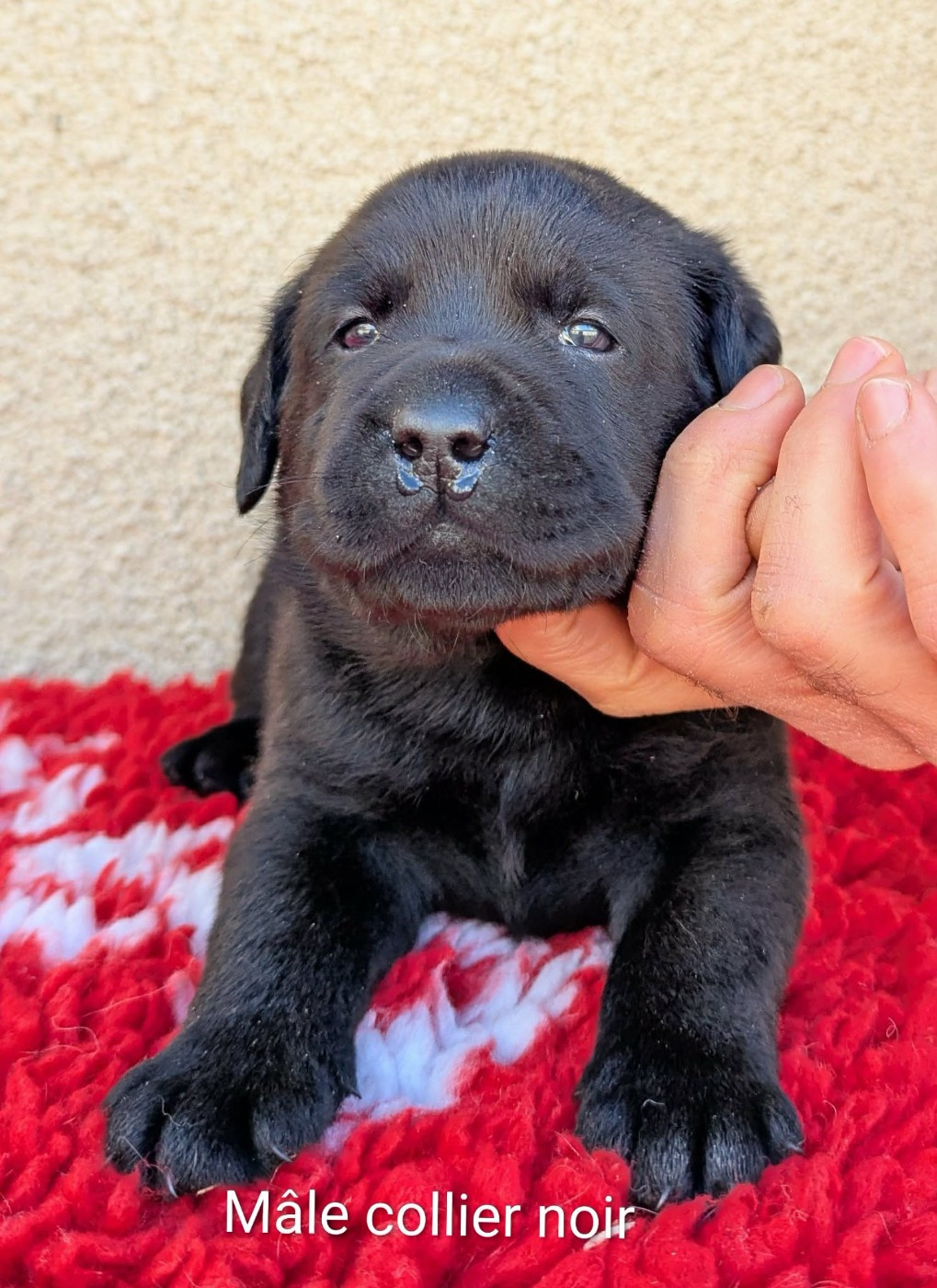 Mâle noir, collier noir