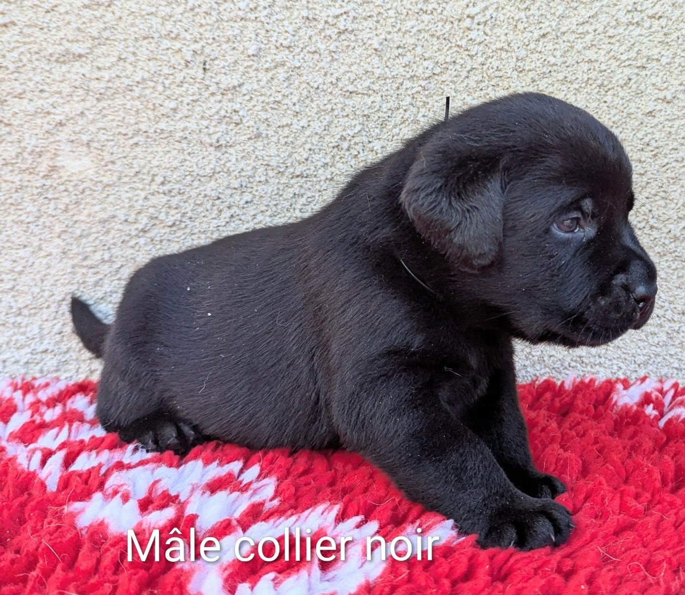 Mâle noir, collier noir