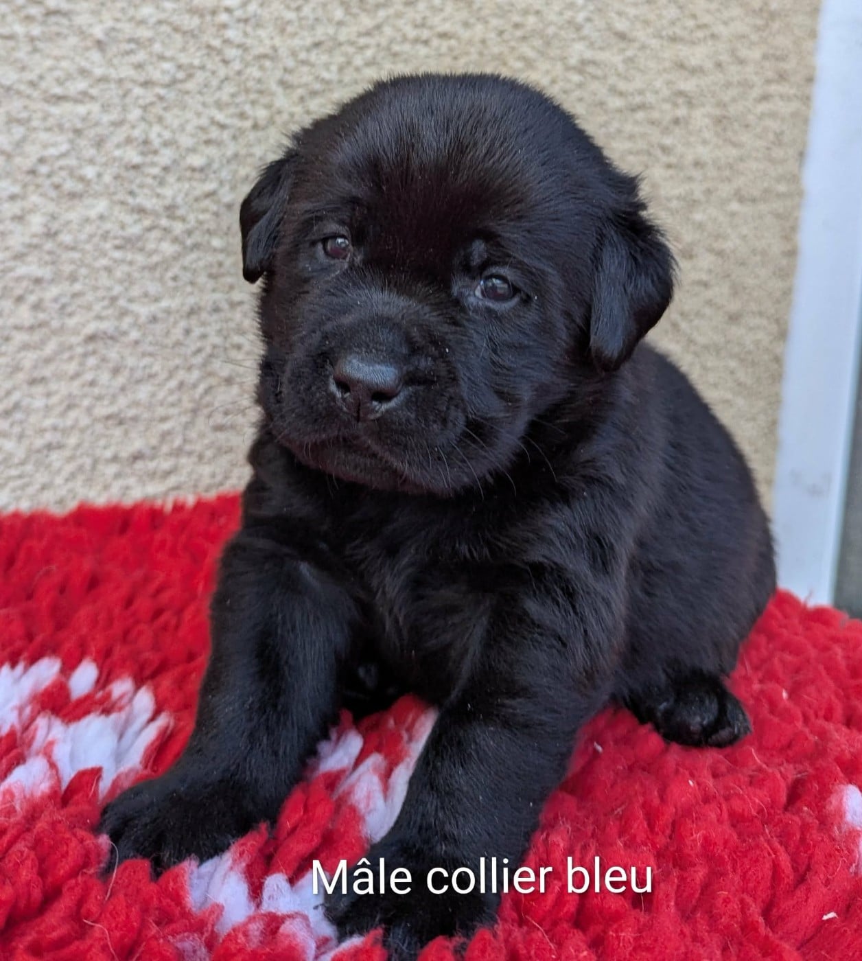 Mâle noir, collier bleu