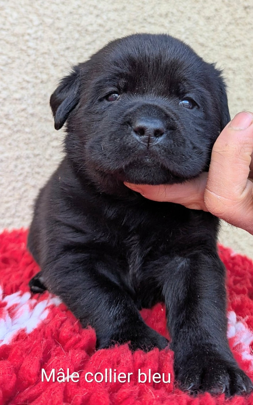 Mâle noir, collier bleu