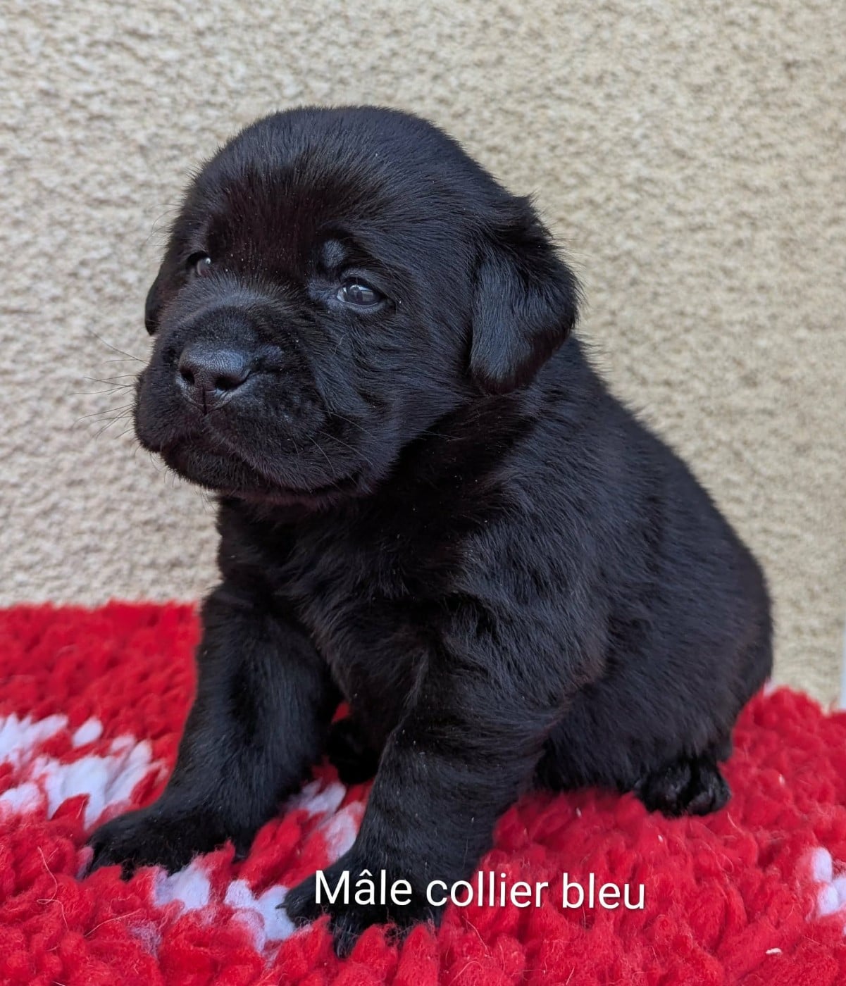 Mâle noir, collier bleu