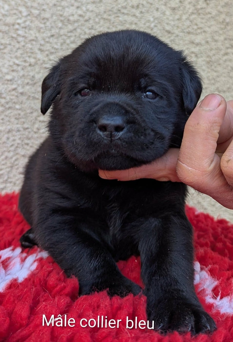 Mâle noir, collier bleu