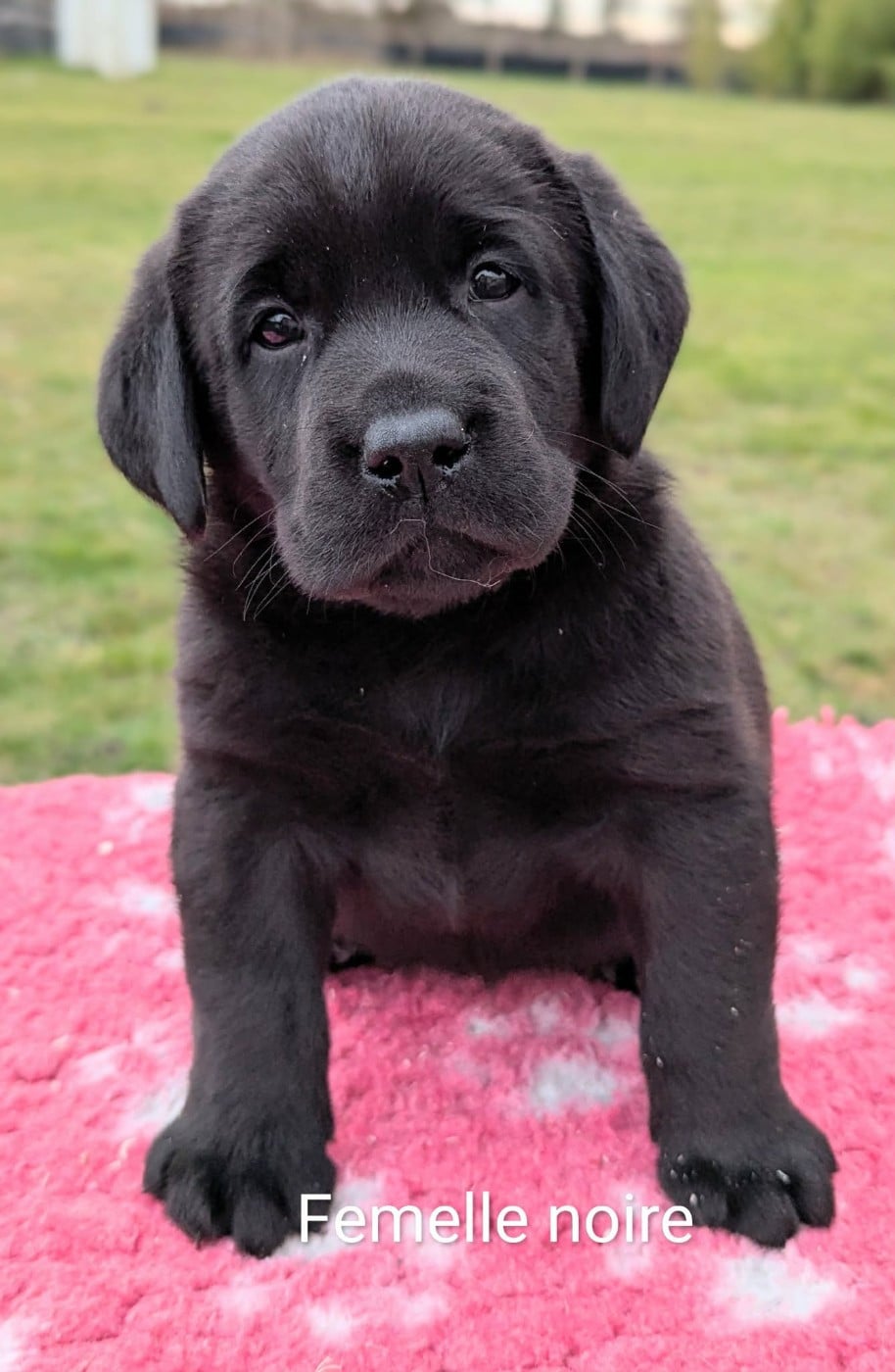 Femelle noire