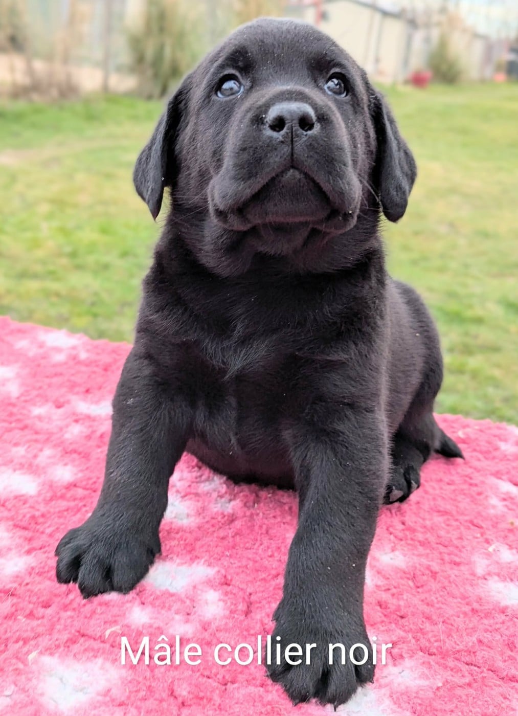 Mâle noir, collier noir