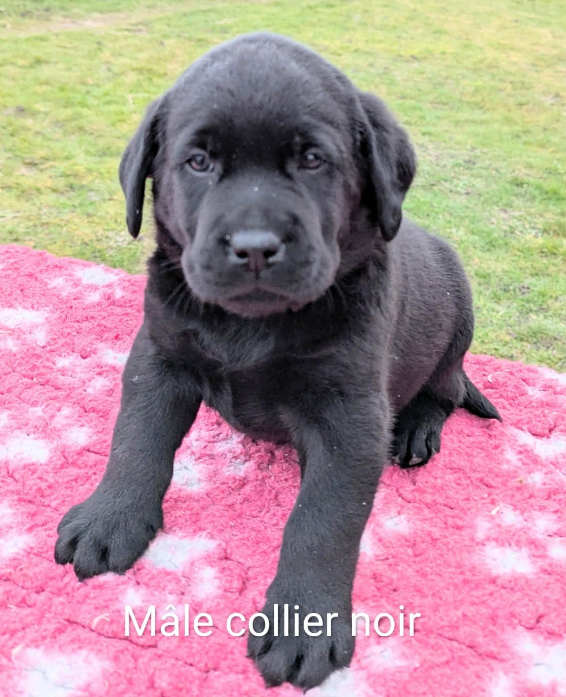 Mâle noir, collier noir