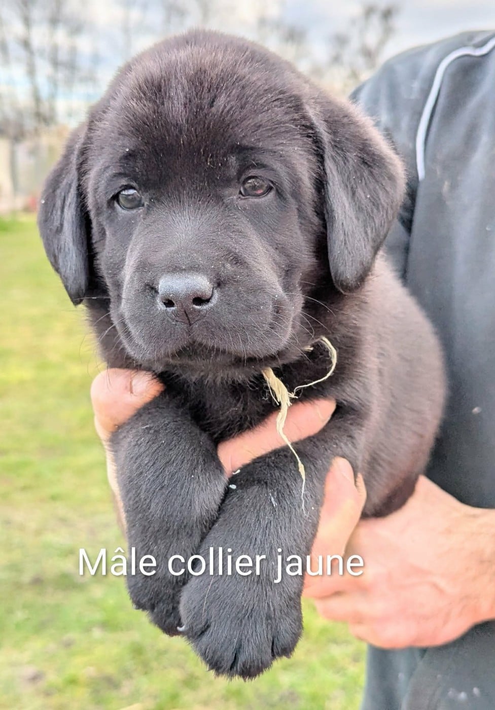 Mâle noir, collier jaune