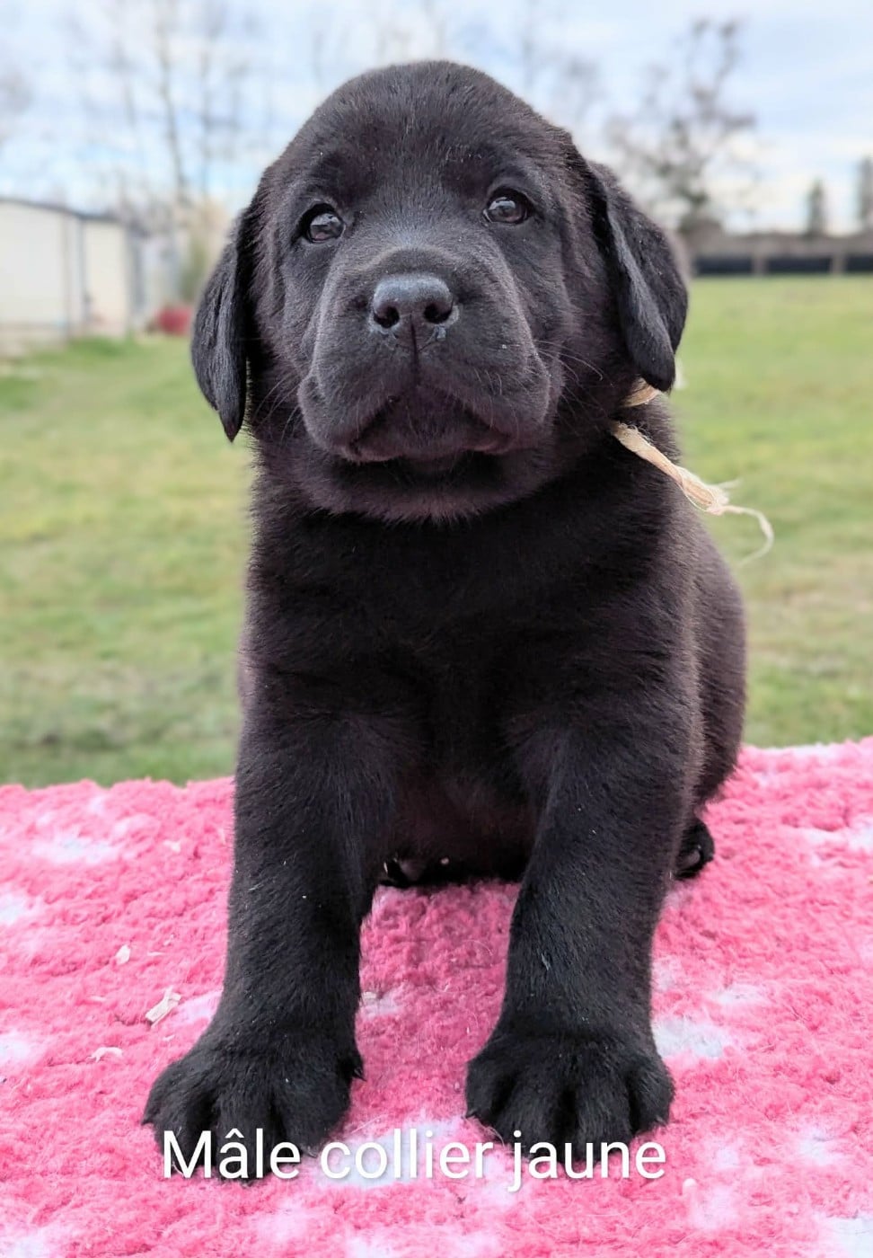 Mâle noir, collier jaune