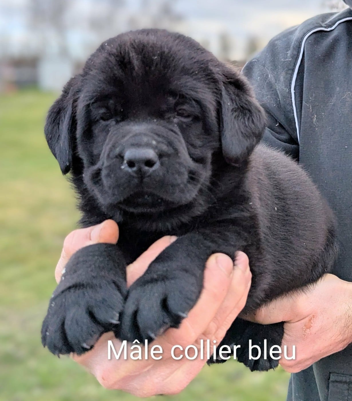 Mâle noir, collier bleu
