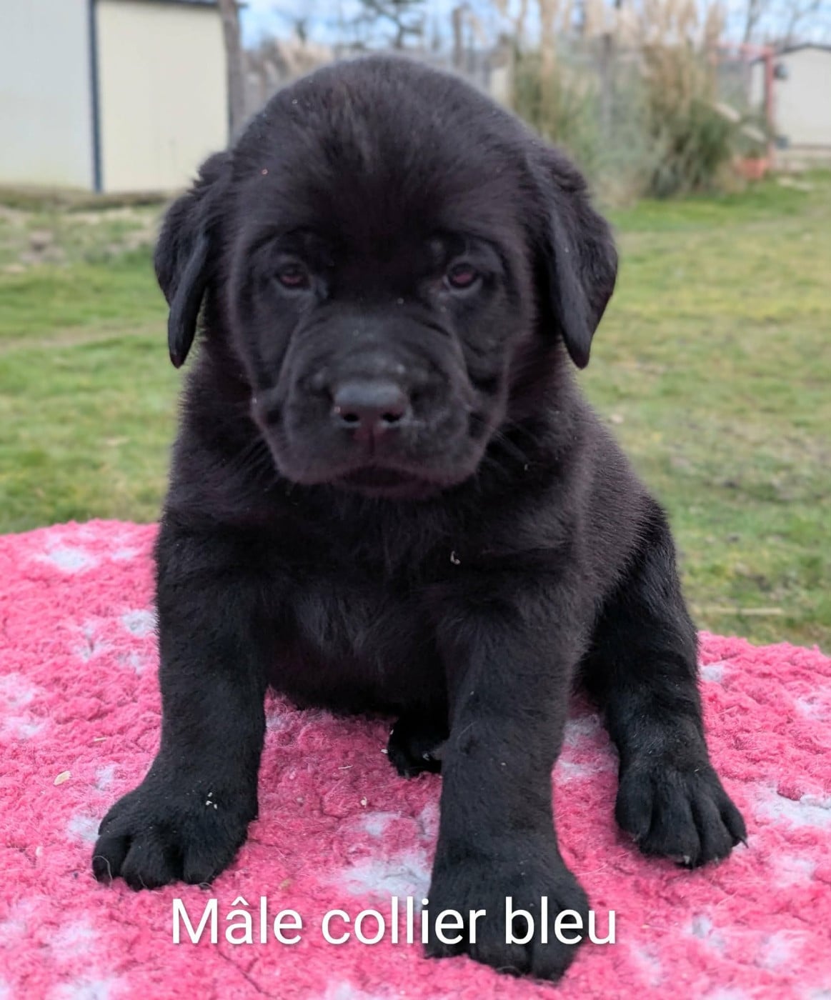 Mâle noir, collier bleu