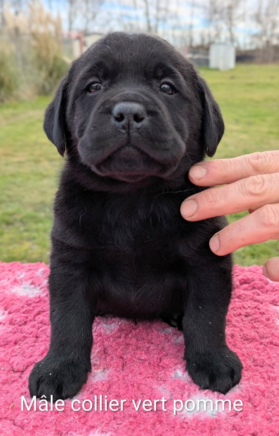 Mâle noir, collier vert pomme