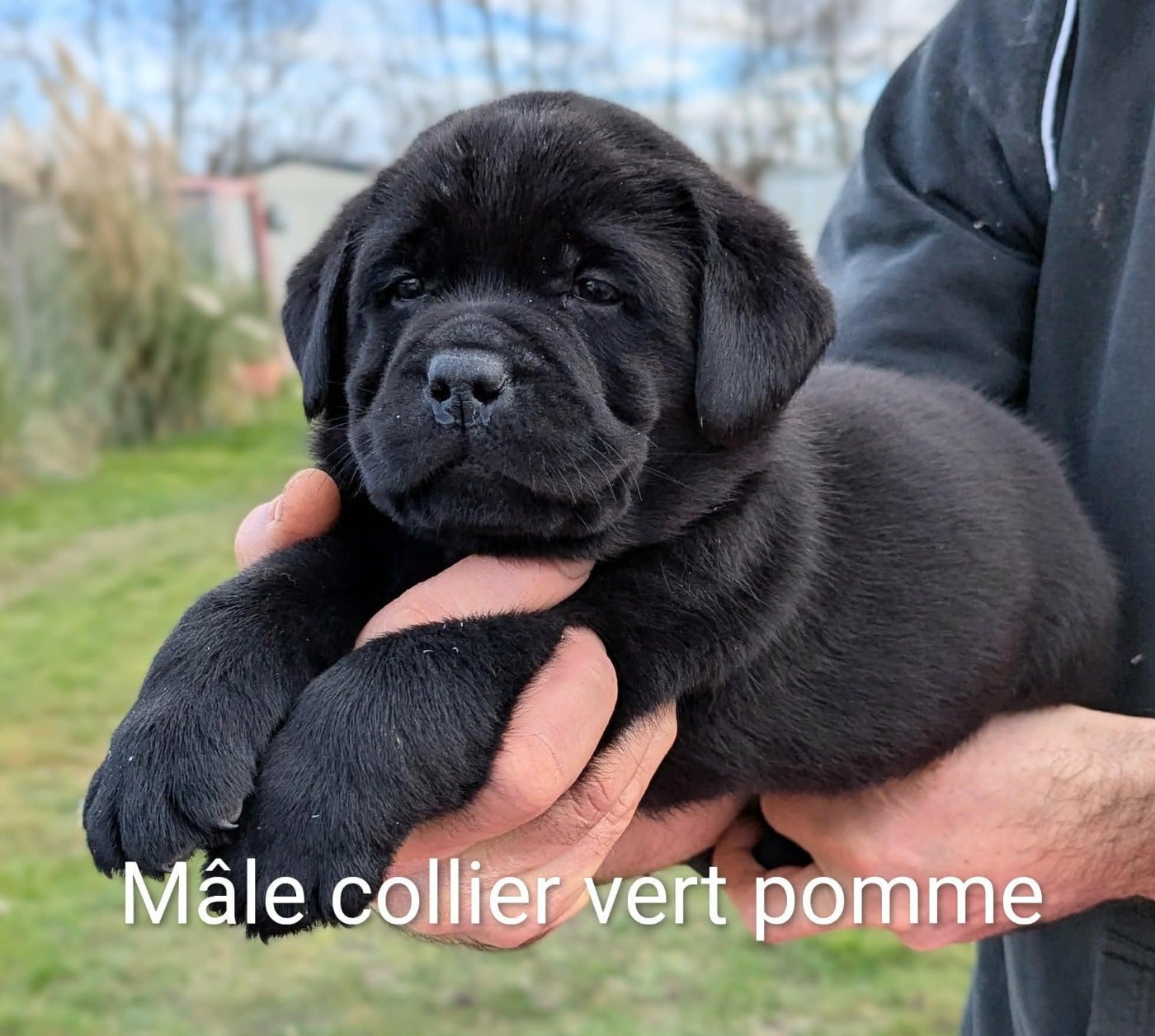 Labrador Retriever - Du Domaine Charlésien