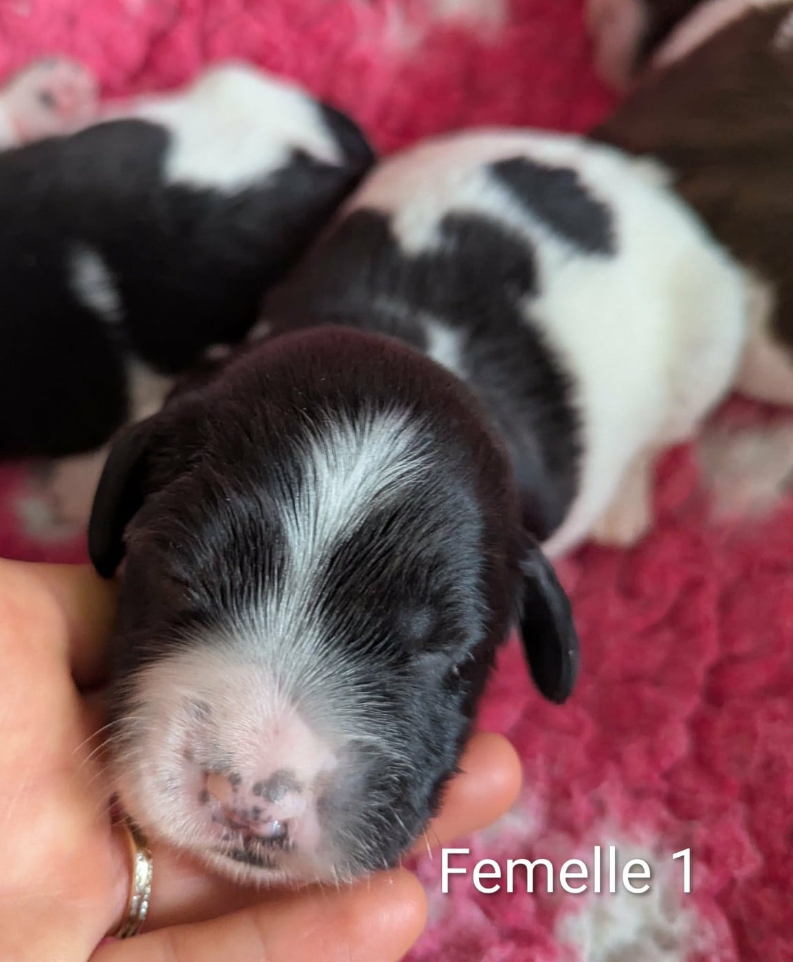 English Springer Spaniel - Du Domaine Charlésien