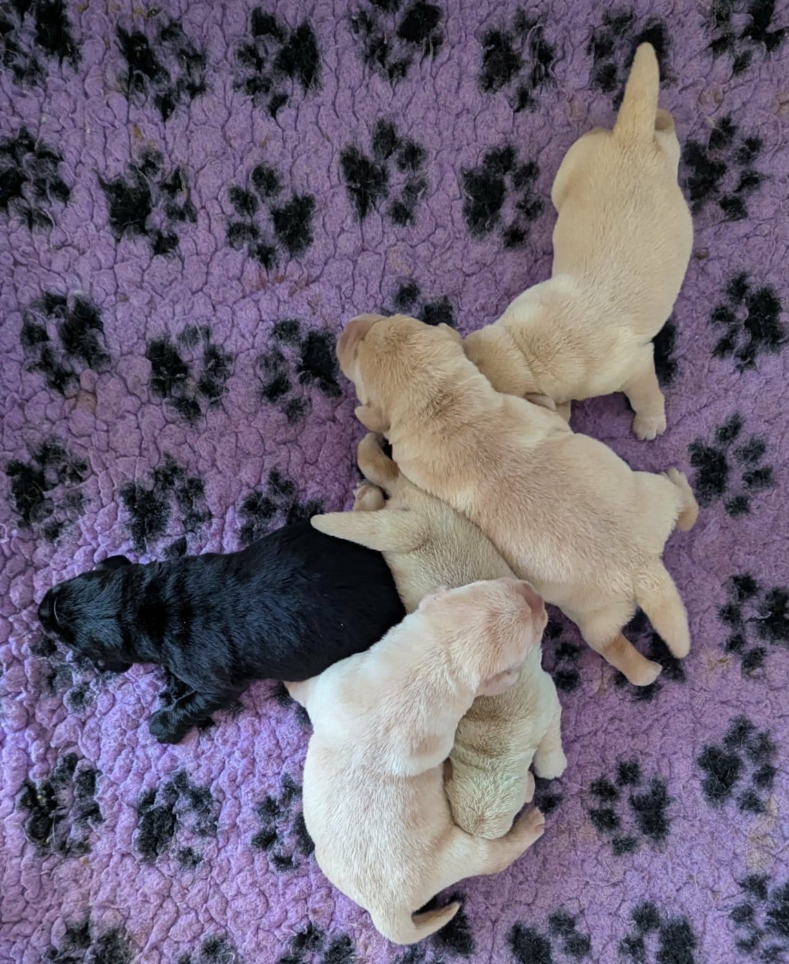 Mâle sable 2 - Labrador Retriever