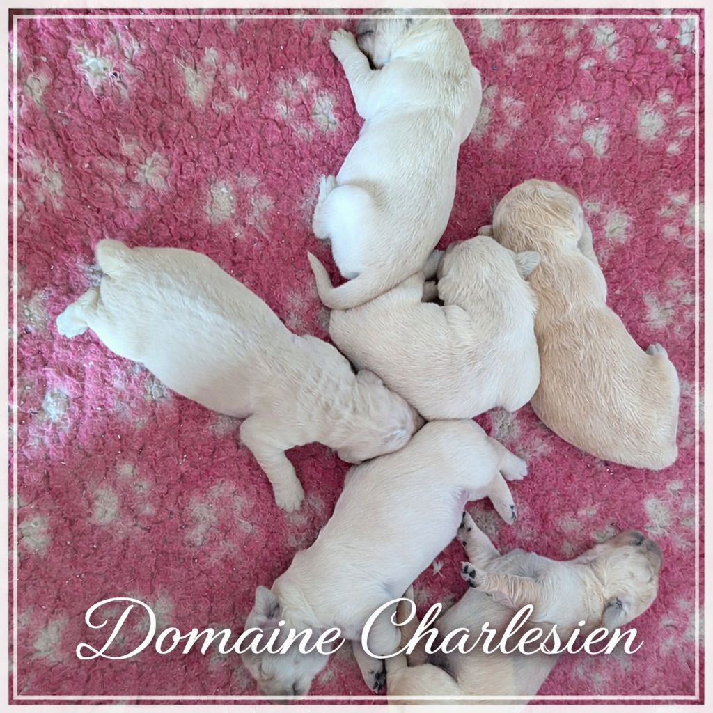 Golden Retriever - Du Domaine Charlésien