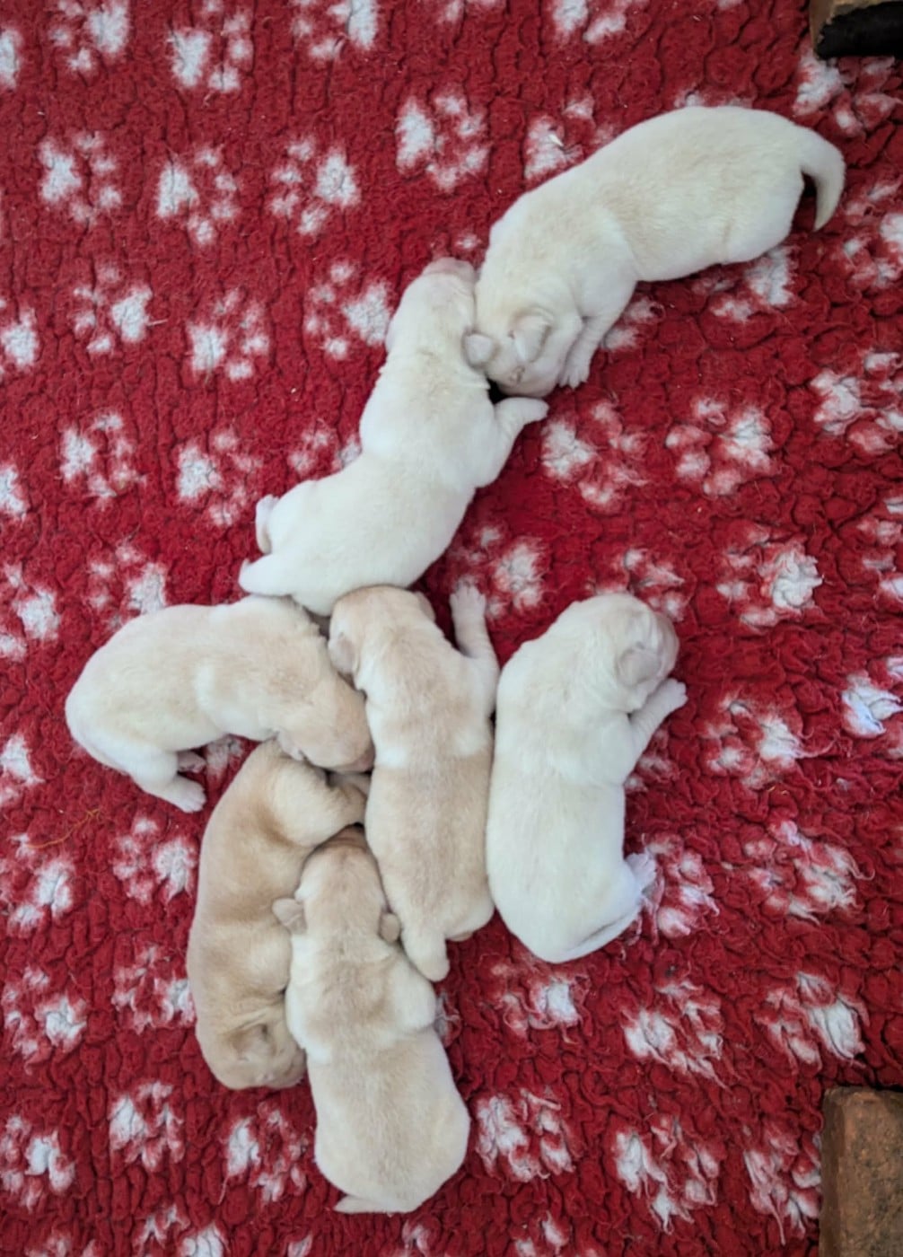 CHIOT 4 - Labrador Retriever