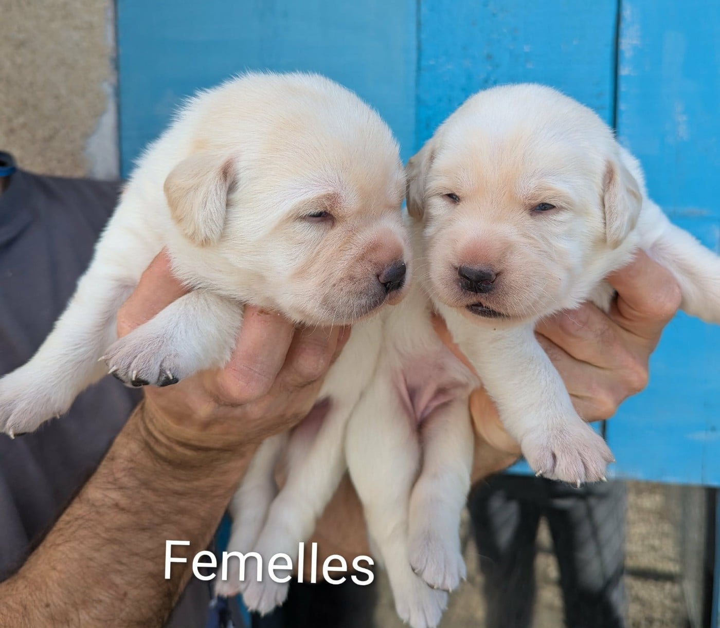Labrador Retriever - Du Domaine Charlésien