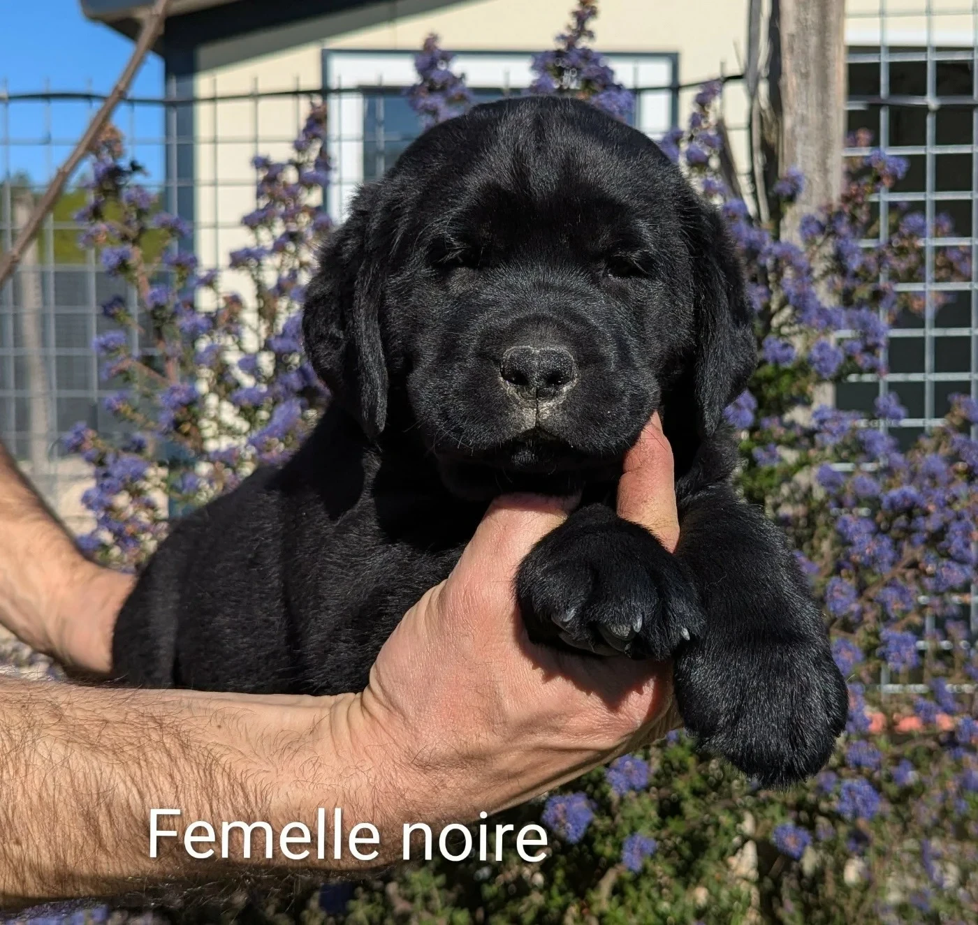 Labrador Retriever - Du Domaine Charlésien