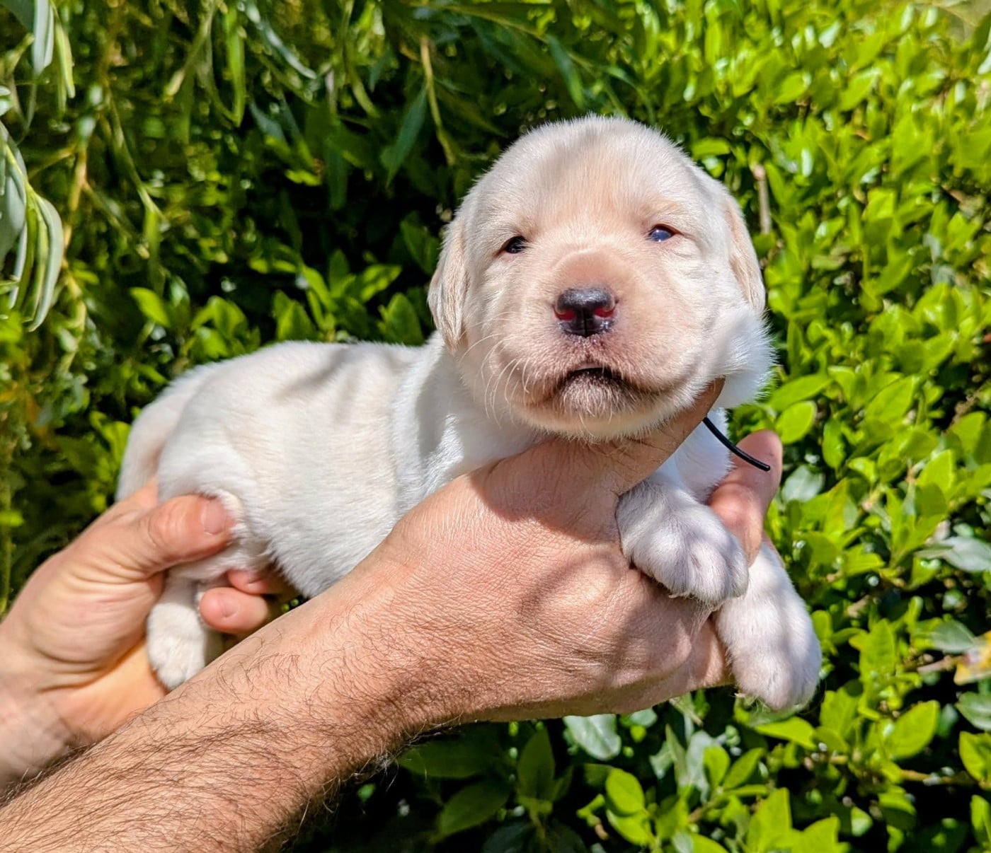 Labrador Retriever - Du Domaine Charlésien